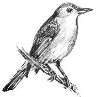 FIJI SHRIKEBILL, FULVA (Clytorhynchus vitiensis)