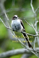 오목눈이