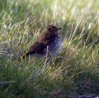 Swainson's Thrush