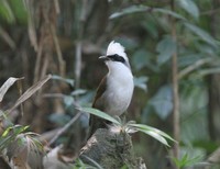 ハクオウチョウ White-crested Laughingthrush Garrulax leucolophus