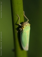 Cicadella viridis - green leafhopper