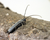 Stenostola ferrea ferrea