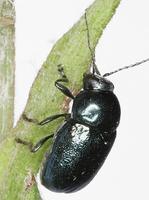Cryptocephalus violaceus