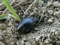 Meloe decorus