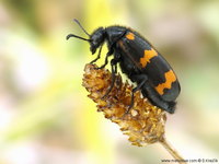 Mylabris variabilis - Blister Beetle