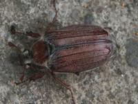 Melolontha hippocastani
