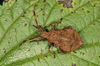 Coreus marginatus