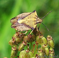 Carpocoris fuscispinus