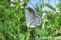 Celastrina argiolus - Lorquins Blue