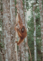 Bornean orangutan (Pongo pygmaeus)