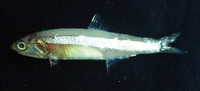 Anchoa januaria, Rio anchovy: