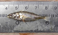 Gasterosteus wheatlandi, Blackspotted stickleback: