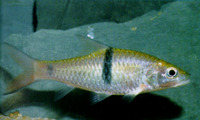 Hampala macrolepidota, Hampala barb: fisheries, gamefish