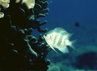 Amblyglyphidodon curacao, Staghorn damselfish: aquarium