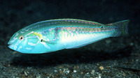 Halichoeres hartzfeldii, Hartzfeld's wrasse: aquarium