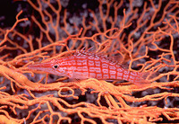Oxycirrhites typus, Longnose hawkfish: aquarium
