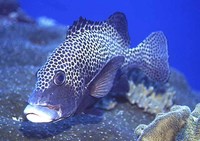 Plectorhinchus chaetodonoides, Harlequin sweetlips: fisheries, aquarium