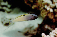 Meiacanthus nigrolineatus, Blackline fangblenny: aquarium