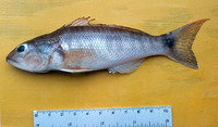 Diplectrum pacificum, Inshore sand perch: fisheries