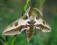 Hyles euphorbiae - Spurge Hawk-moth