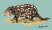 Image of: Dinomys branickii (pacarana)