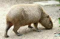Image of: Hydrochoerus hydrochaeris (capybara)