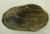 Unio crassus - Thick Shelled River Mussel