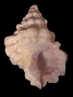 Bursa thomae