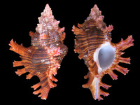 Chicoreus saulii