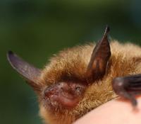 Image of: Myotis septentrionalis (northern long-eared myotis)