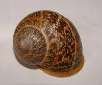 Cornu aspersum - European brown snail