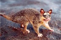 Image of: Philander opossum (gray four-eyed opossum)