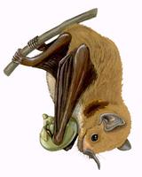 Image of: Sturnira lilium (little yellow-shouldered bat)