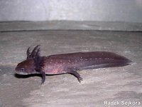 Triturus boscai - Bosca's Newt