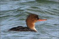 Mergus serrator - Red-breasted Merganser