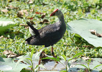 Porphyrio porphyrio - Purple Gallinule