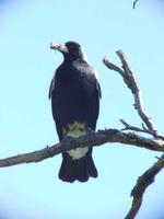 Gymnorhina tibicen - Australian Magpie