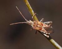 Image of: Leptoglossus