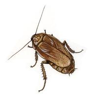 Image of: Nauphoeta cinerea