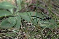 Image of: Pelecinus polyturator