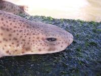 Scyliorhinus canicula - Lesser Spotted Dogfish