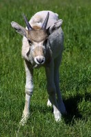 Addax nasomaculatus - Addax