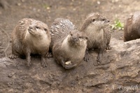 Amblonyx cinereus - Oriental Small-clawed Otter