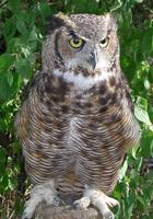 Image of: Bubo virginianus (great horned owl)