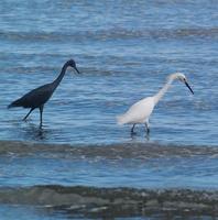 Image of: Egretta caerulea (little blue heron)