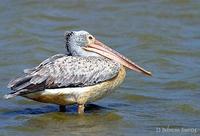 Image of: Pelecanus onocrotalus (great white pelican)