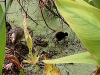 Image of: Porphyrio martinica (purple gallinule)