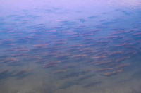 Image of: Oncorhynchus nerka (blueback salmon)