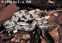 Image of: Boa constrictor (boa constrictor)