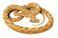 Image of: Boiga irregularis (brown tree snake)